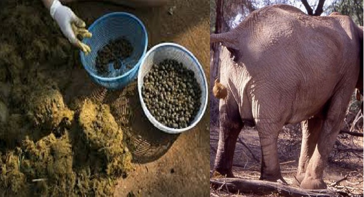 Coffee made by elephant's Potty will now available in the market