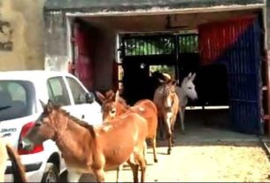 8 donkeys release from jail