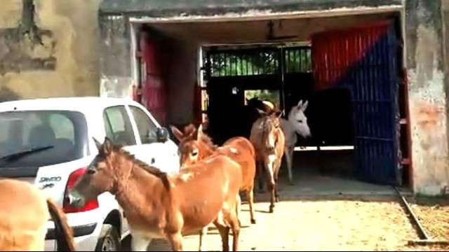 8 donkeys release from jail