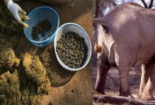 Coffee made by elephant's Potty will now available in the market