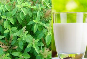 These benefits are made by drinking basil and milk