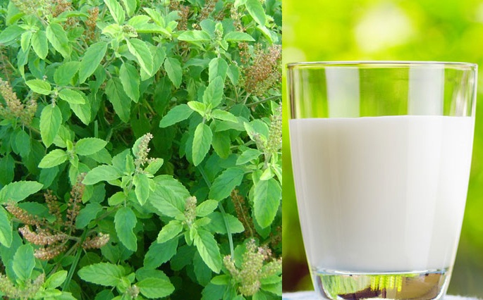 These benefits are made by drinking basil and milk