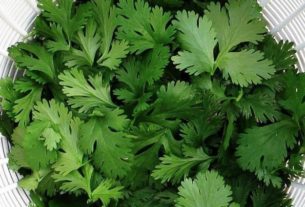 the knowing physical benefits of the green coriander