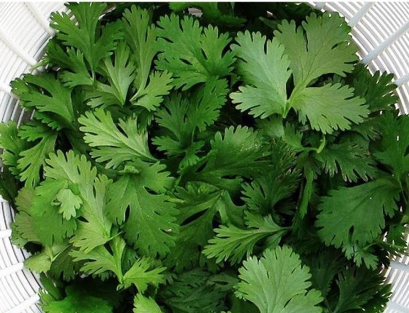 the knowing physical benefits of the green coriander